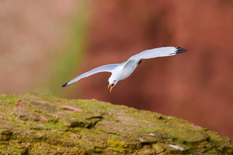 Common gull or sea mew (Larus canus) flying over the cliffs, wildlife, Helgoland, Germany, Europe