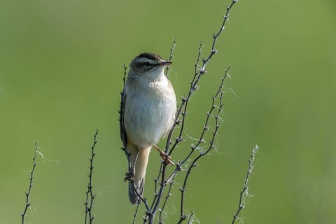Reed Warbler (Acrocephalus schoenobaerus), Lower Saxony, Germany, Europe