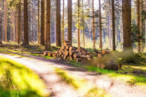 Stacked tree trunks along a sunny forest path, Calw, Black Forest, Germany, Europe