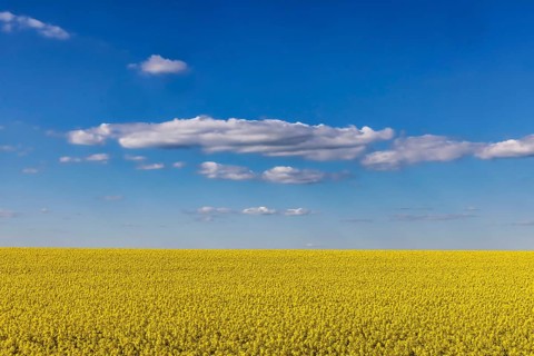 Rape field in bloom against a blue sky with clouds. Landscape near Dornstadt Baden-Württemberg,