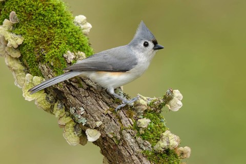 Tufted Titmouse (Baeolophus bicolor), Texas, USA, North America