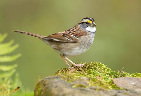 White-throated Sparrow (Zonotrichia albicollis) perched on a rock, Texas, USA, North America