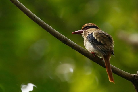 Blauohrliest (Cittura cyanotis) female perched on a branch, North Sulawesi, Indonesia, Asia