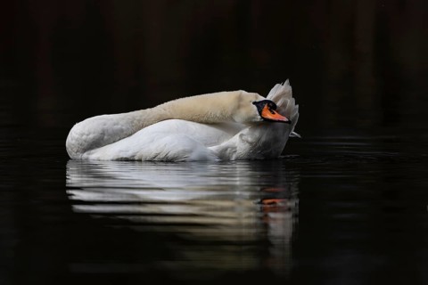 Mute Swan (Cygnus olor), Baden-Wuerttemberg, Germany, Europe