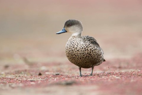 Grey Teal (Anas gracilis), Victoria, Australia, Oceania