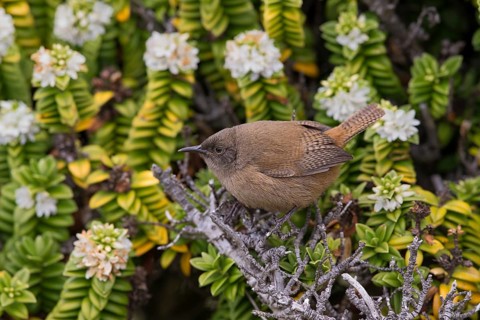 Cobb's Wren (Troglodytes cobbi), Sea Lion Island, Falkland Islands, South America