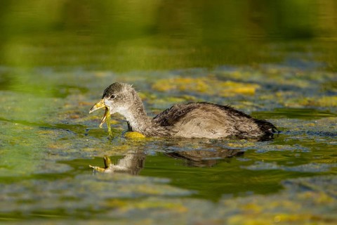 American Coot Fulica americana Tucson, Pinal County, Arizona, United States 3 June Immature
