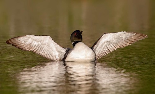 Great Northern Loon (Gavia immer) stretching its wings, British Columbia, Canada, North America