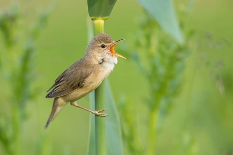 Marsh Warbler (Acrocephalus palustris) male singing in reeds, Poland, Europe