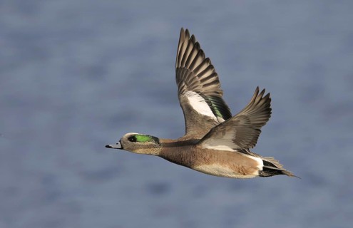 American Wigeon (Mareca americana) male flying, British Columbia, Canada, North America