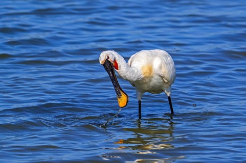 Eurasian spoonbill, common spoonbill (Platalea leucorodia) in breeding plumage foraging by sweeping