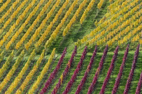 Vineyards in autumn, Rotenberg, Stuttgart, Baden-Württemberg, Germany, Europe