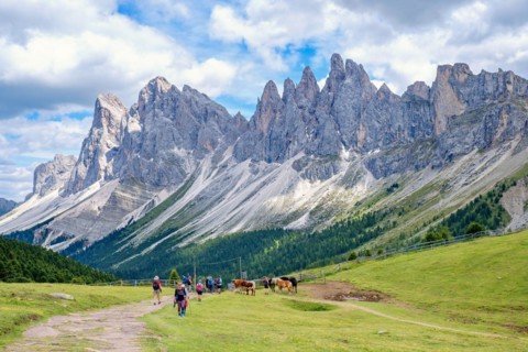 Hikers on a path at a alp meadow at the mighty Odle Group mountains in the Dolomites, Ortisei, Val