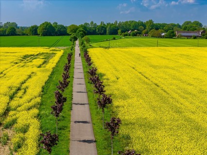 The avenue cycle path between Xanten and Marienbaum, Kalkar, on the Lower Rhine, former railway