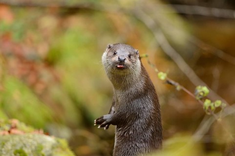 Close-up of a European otter (Lutra lutra) in autumn in the bavarian forest
