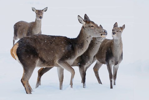 Red deer (Cervus elaphus) hind with calf in a forest clearing on a snowy day, Bavaria