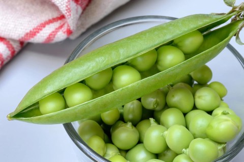 Fresh green peas in shell and pea pod, Pisum sativum