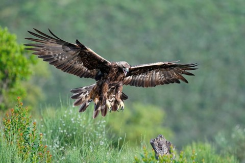 Golden eagle (Aquila chrysaetos) approaching, early morning light, Extremadura, Spain, Europe