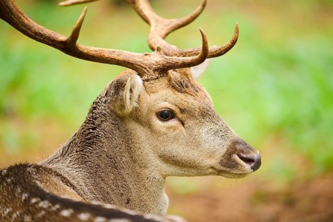 European fallow deer (Dama dama) stag in a forest, portrait, Bavaria, Germany, Europe