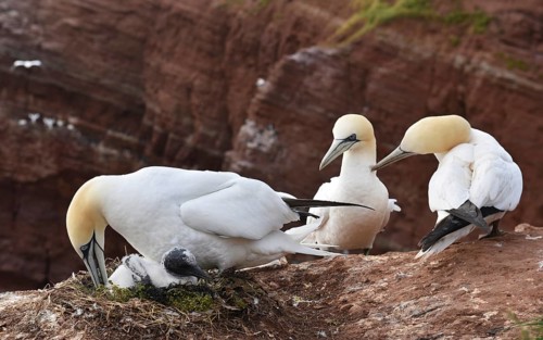 Northern gannet with chicks on the offshore island of Heligoland, Germany, Europe