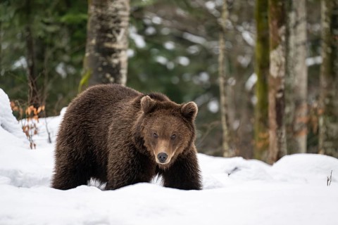 European brown bear (Ursus arctos arctos) in the forest, bear in the snow, winter, Notranjska