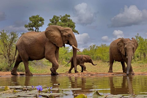 African elephant (Loxodonta africana), adult, female, mother, male, bull, young animal, mother with