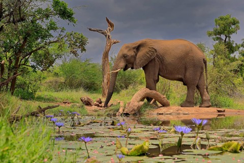 African elephant (Loxodonta africana), adult, male, bull, at the water, Kruger National Park,