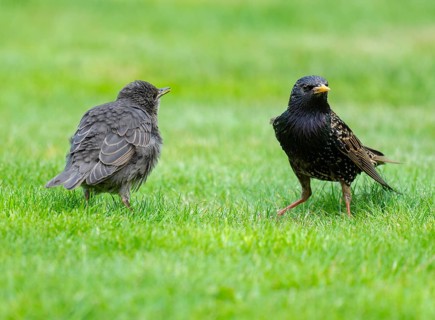 Starling (Sturnus vulgaris), young bird and adult standing on a lawn in the garden, Lower Saxony,