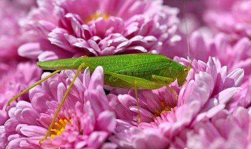 Great green bush cricket (Tettigonia viridissima), family Tettigonioidea, on chrysanthemums