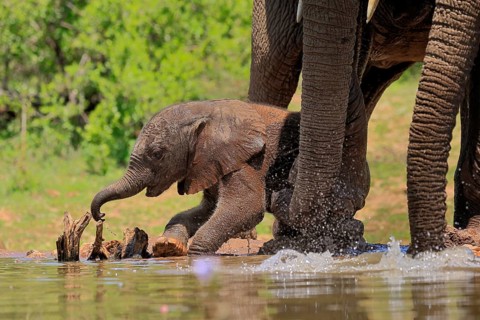 African elephant (Loxodonta africana), young animal, calf, baby elephant, mother, young animal with