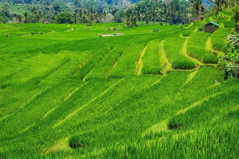 Jatiluwih, rice terrace, rice, agribusiness, agriculture, export, tourism, travel, landscape,