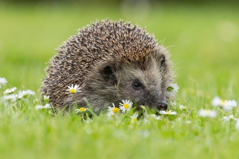 European hedgehog (Erinaceus europaeus) adult animal on a garden grass lawn with flowering daisy