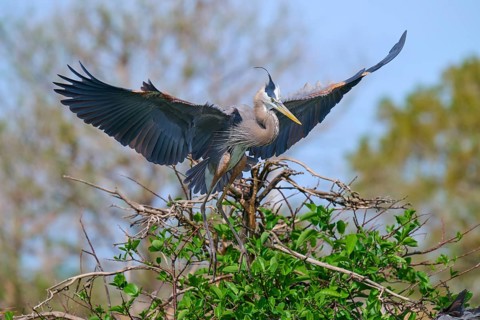 Two Great blue heron (Ardea herodias), with outstretched wings perched on branches surrounded by