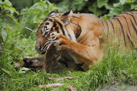 Sumatran tiger (Panthera tigris sumatrae), feeding, captive, occurring on Sumatra, Indonesia, Asia