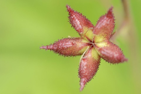 Diptam or dittany (Dictamnus albus), fruit stand, Hesse, Germany, Europe