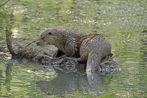 Otter, Lutra lutra, Bavarian Forest National Park, Bavaria, Germany, Captive, Europe