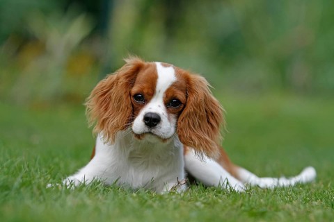 Cavalier King Charles Spaniel, kitten