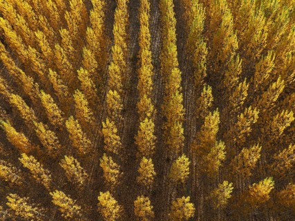 European Aspen (Populus tremula) in autumnal colours. Cultivated for timber. Aerial view. Drone