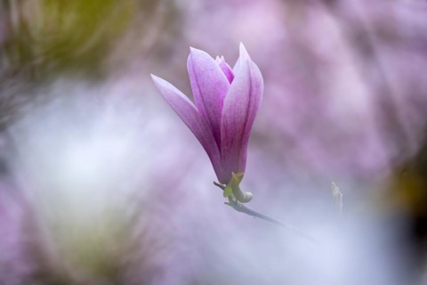 Magnolias (Magnolia) in bloom at Hohenheim Palace. Exotic and Botanical Garden of the University of