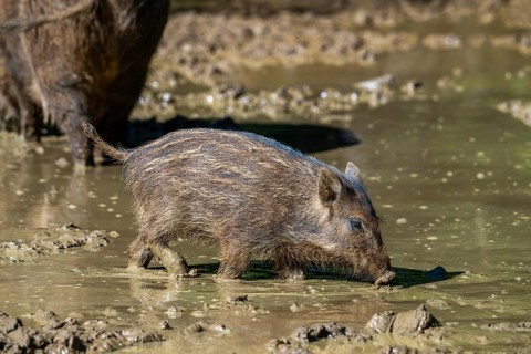 Wild boar (Sus scrofa) squeaker foraging in the mud of puddle in forest in spring