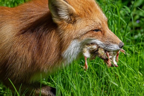 Red fox (Vulpes vulpes) running through meadow with mouthful of chicks after raiding chicken coop