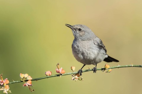Blackstart (Oenanthe melanura), Eilat, Israel, Asia