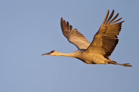 Sandhill Crane (Antigone canadensis) flying, New Mexico, USA, North America