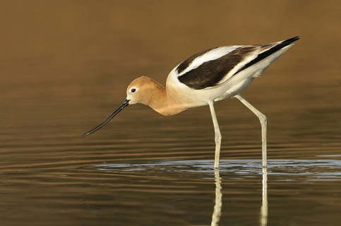 American Avocet (Recurvirostra americana), Alberta, Canada, North America