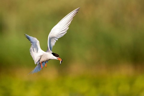 Common Tern (Sterna hirundo) flying with fish prey in beak, Danube Delta, Romania, Europe