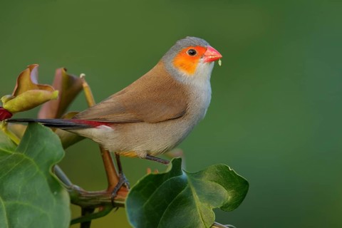 Orange-cheeked Waxbill (Estrilda melpoda) perched on a branch on the Caribbean Island of Martinique