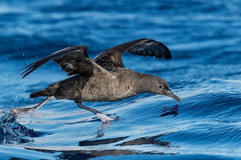 Sooty Shearwater (Ardenna grisea) flying, Eilat, Israel, Asia