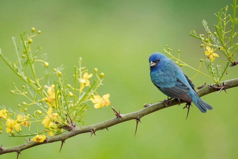 Indigo Bunting (Passerina cyanea) male perched on a branch, Texas, USA, North America