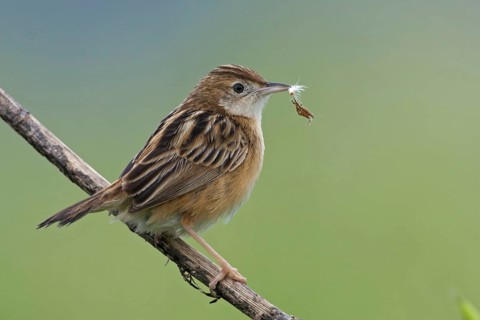 Zitting Cisticola (Cisticola juncidis), Mallorca, Spain, Europe