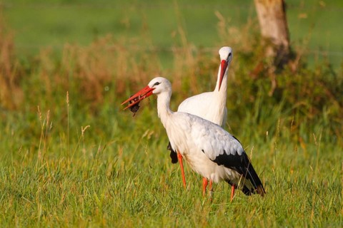 White Stork (Ciconia ciconia) foraging, North Rhine-Westphalia, Germany, Europe